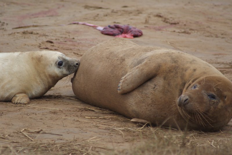 Donna Nook seals feeding