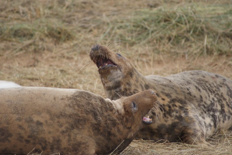 Donna Nook seals fighting