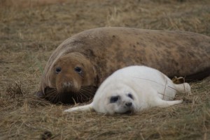 Donna Nook seals